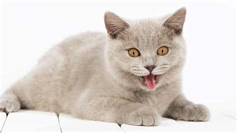 Cat Panting With Mouth Open Our Vet Explains How To Help Cat World