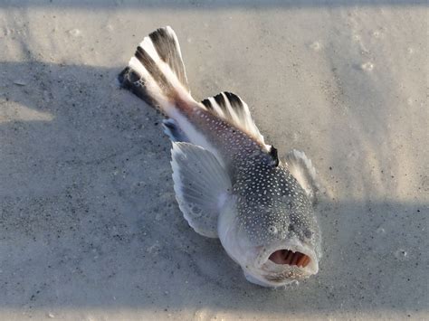 Southern Stargazer Caught At Longboat Pass Gulf Coast Florida Fish