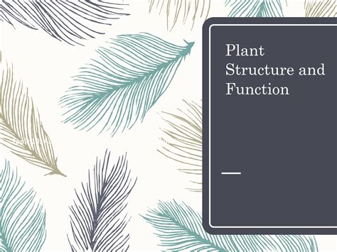 Solution Plants Structure And Function Studypool