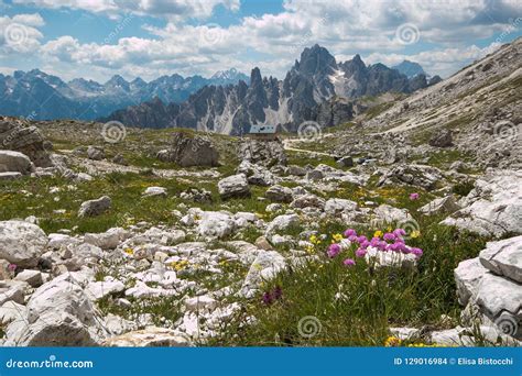 Photo Of Wild Flowers In The Italian Dolomites Italy Europe Stock