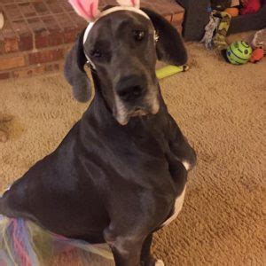 We adopt and rescue all great danes and find them safe, responsible, loving homes as inside members of the family. Success Stories - Great Dane Friends | Great Dane Rescue ...