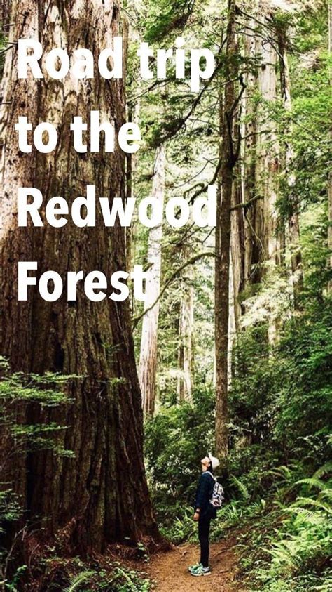 Check spelling or type a new query. want to know how to enjoy the Redwood Forest. Read this ...