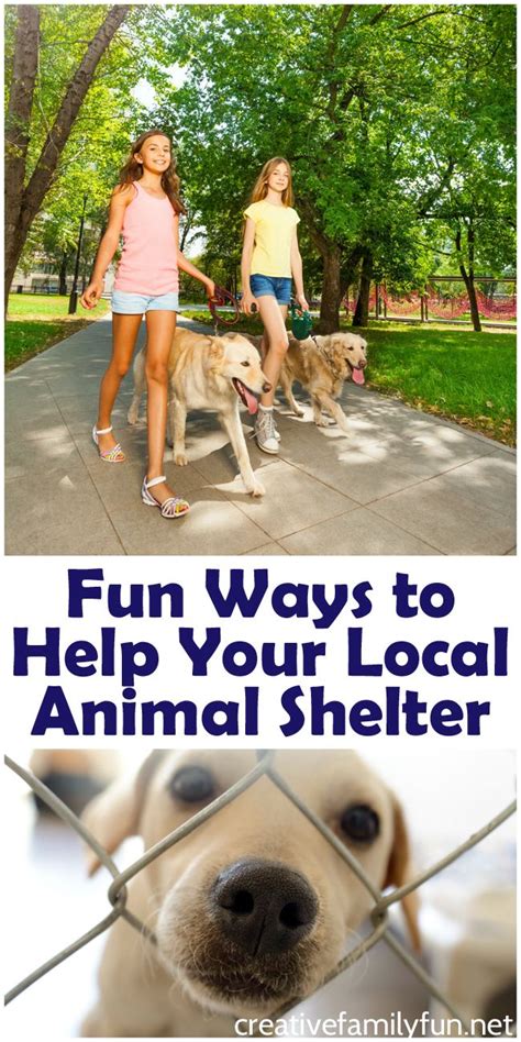 Fun Ways To Help Your Local Animal Shelter Animal Shelter Animal