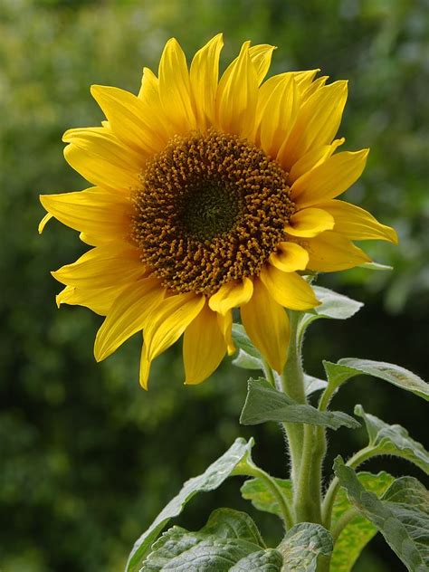Sunflower Simple English Wikipedia The Free Encyclopedia