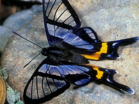 Top 10 Most Beautiful Butterflies In The World Arenapile