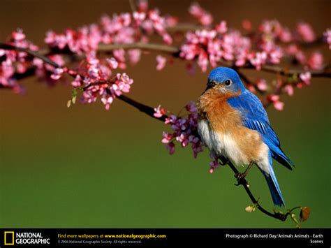 46 Free Bluebird Wallpaper For Desktop On Wallpapersafari