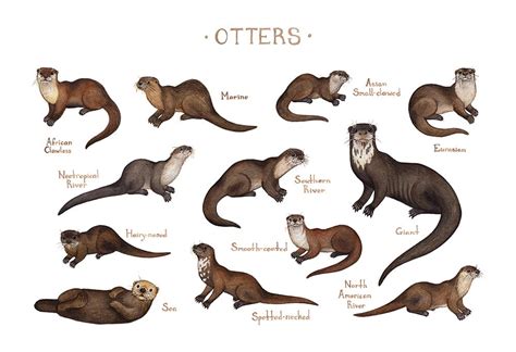 Otters Of The World Field Guide Art Print Otter Illustration Otter
