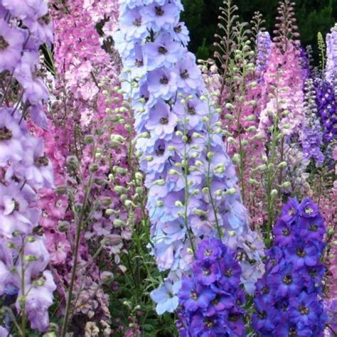 Larkspur Imperial Mix Delphinium Consolida Buy Australian Seed