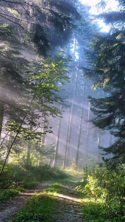 Forest With Sunlight Wallpaper Amazing Nature Beautiful Pictures