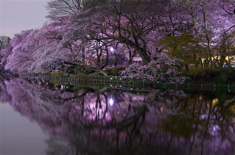 Cherry Blossoms By Inokashira Pond At Night Taken At Inoka Flickr