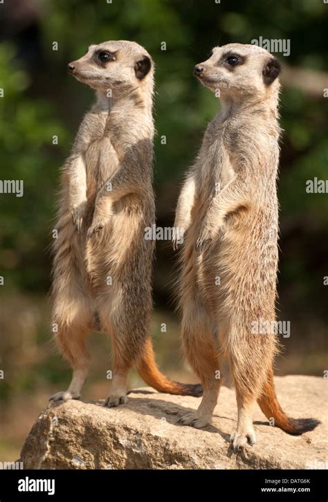 Two Meerkats Standing Erect On Sentry Duty Stock Photo Alamy