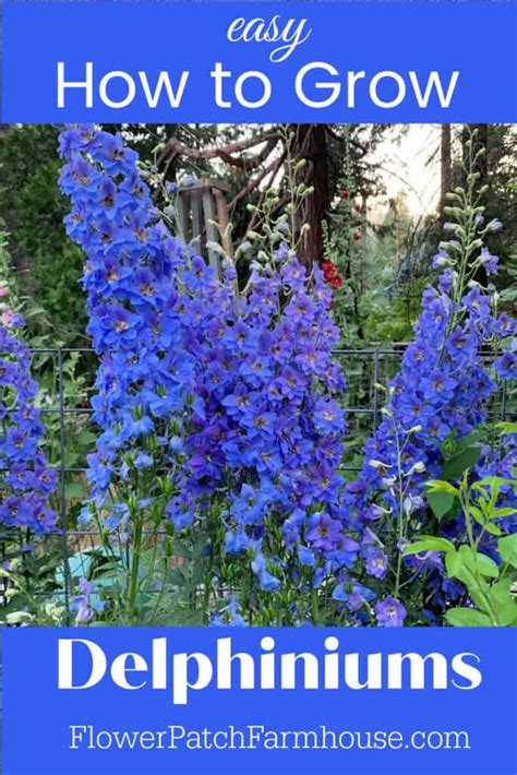 How To Grow Delphiniums In Your Garden Flower Patch Farmhouse