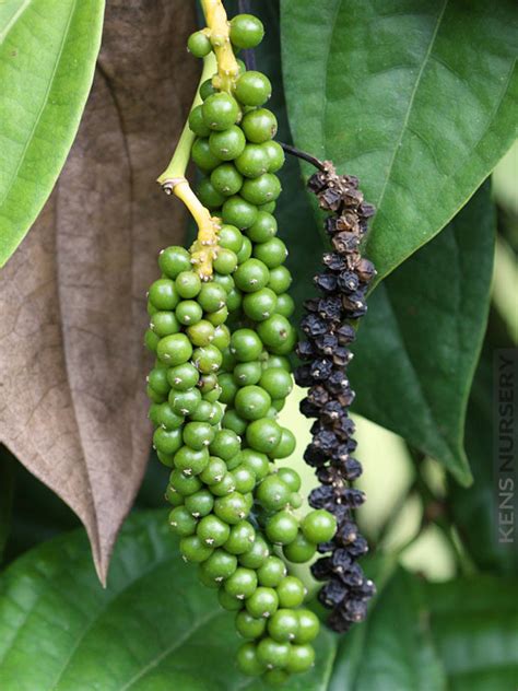 Xl Real Black Peppercorn Vine Piper Nigrum Kens Nursery