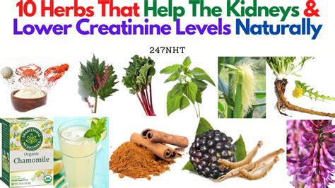 10 Herbs That Help The Kidneys And Lower Creatinine Levels Naturally