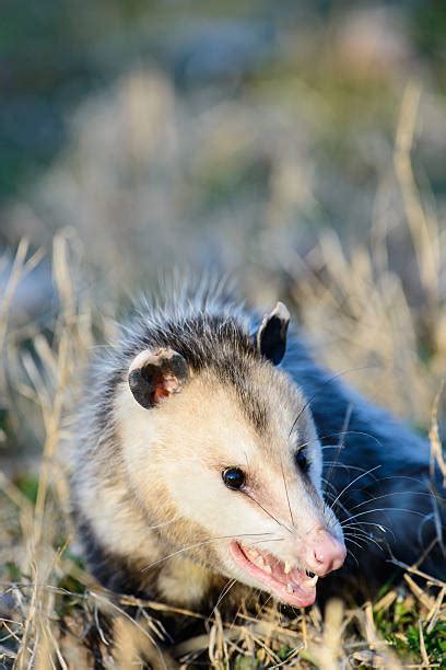 40 Mad Possum Stock Photos Pictures And Royalty Free Images Istock