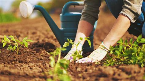 11 Incredible Ways How Gardening Benefits Your Health Which To Buy