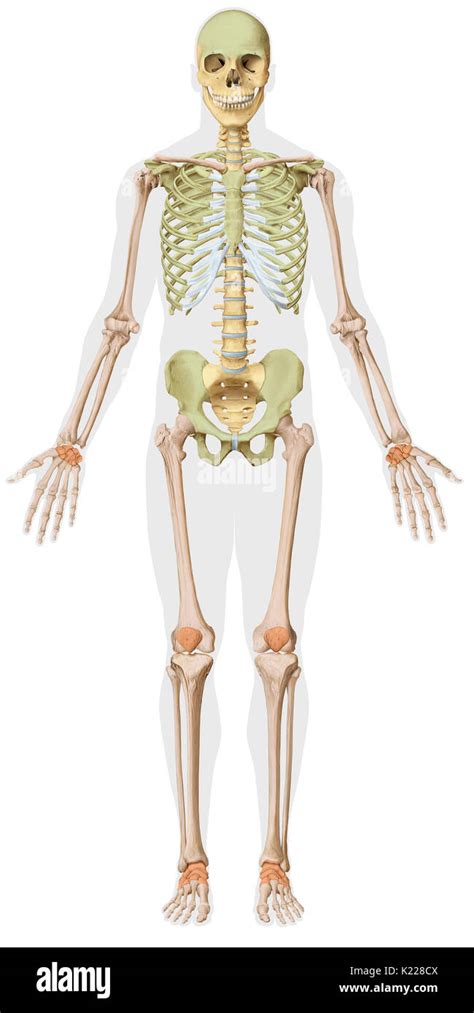 The Human Skeleton Is Made Up Of 206 Articulated Bones Of Varying Sizes
