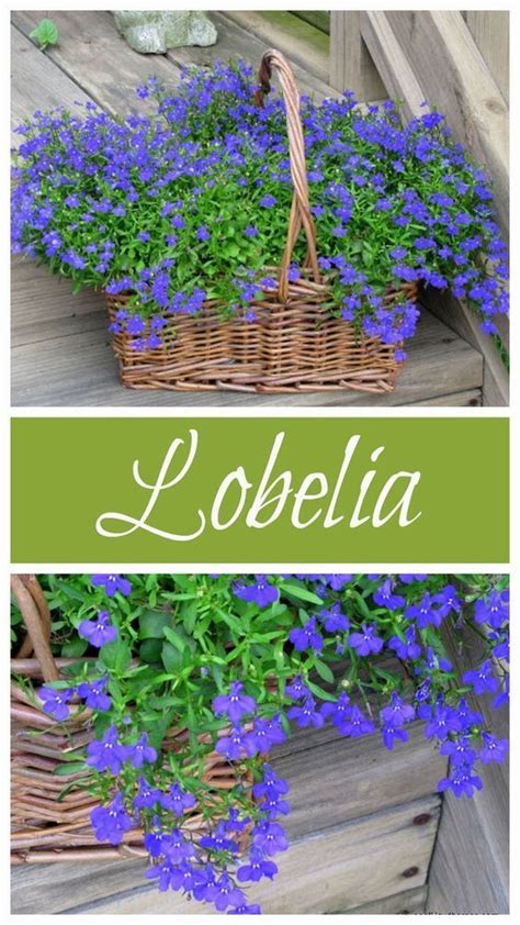 Blue Lobelia Is A Wonderful Annual To Add To Your Garden This Year It