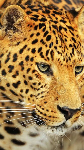 Samsung Galaxy S7 Leopard Wallpaper Gallery Yopriceville High