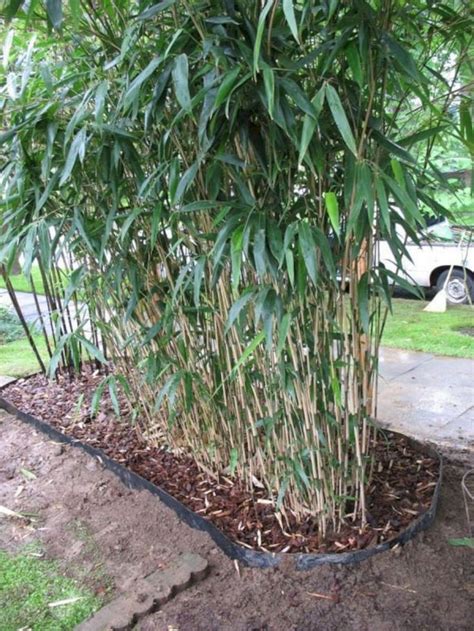 30 Completely Inspiring Bamboo Gardening Ideas For Your Backyard