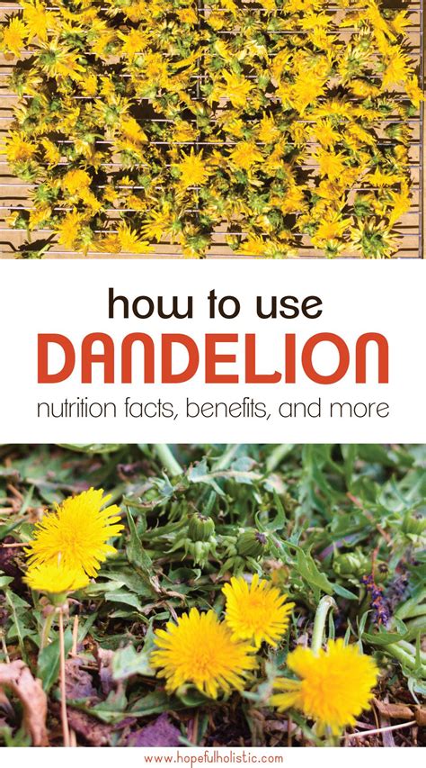 Dandelion Benefits From Flower To Root Dandelions Are Good For You