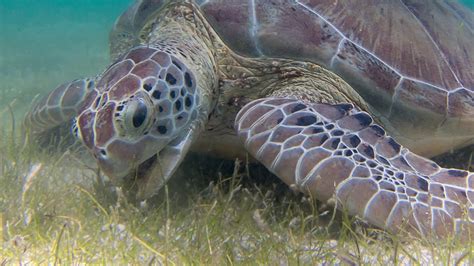 Tortuga Verde Chelonia Mydas Youtube