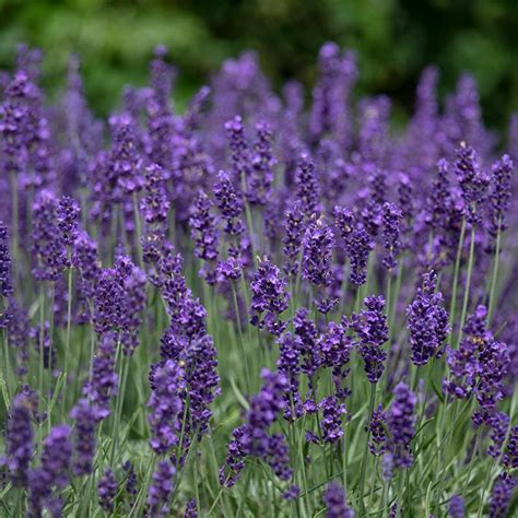 English Lavender Seeds Lavandula Angustifolia English Lavender