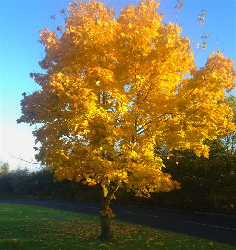 Yellow Autumn Tree Yellow Autumn Autumn Trees Travel Outdoors