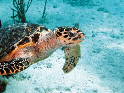 Characters / teenage mutant ninja turtles. articles | Sea Turtles: Elusive Creatures of the Sea