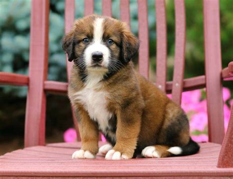 Looking To Adopt A Saint Bernese Learn All About Them Here