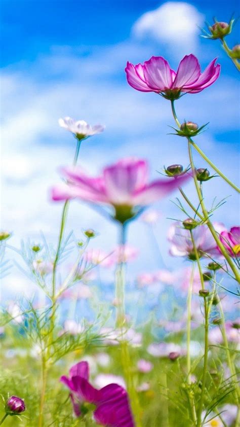 Muzei is a live android wallpaper app that refreshes the everyday lock screen with the latest artworks. HD Wallpapers For Android (42 Wallpapers) - Adorable ...