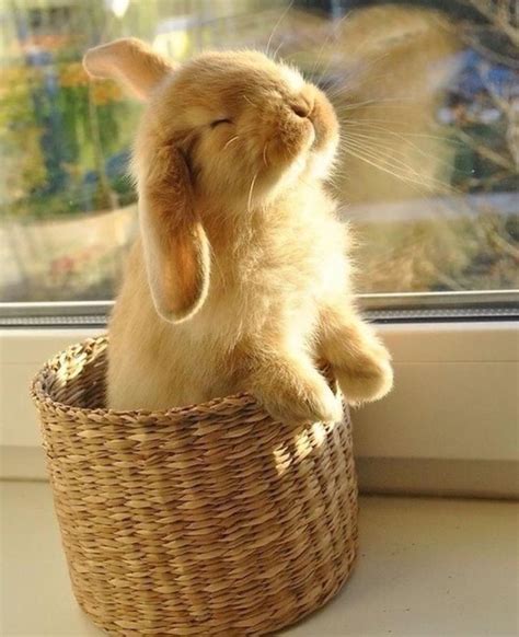 Conejitos Para Alegrar Tu Día On Twitter Cute Animals Cute Bunny