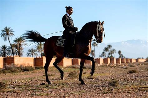 images  barb purebred moroccan algerian tunisian berber horses  pinterest