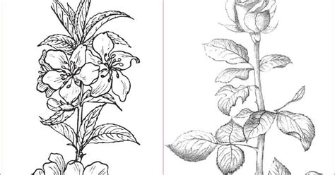 16 Sketsa Gambar Bunga Yang Mudah Digambar Galeri Bunga Hd