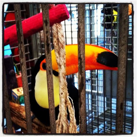 Petco is your local bird store carrying essential supplies you need to provide your pet birds a habitat that can help keep them happy and healthy. Birds & B's - Pet Stores - Ventura, CA, United States ...