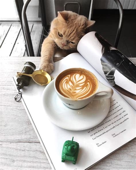 Pin By Zlantapper09 On Amo El Café ♥️ Animal Coffee Cat Coffee
