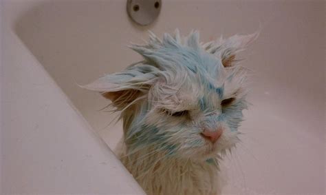 Fortunately, there are many hair colors available today that aren't tested on animals to help you achieve the perfect look. Animal Planet, part 146 | Animals