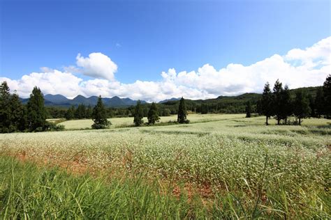 Free Images Landscape Tree Nature Wilderness Cloud Sky Field