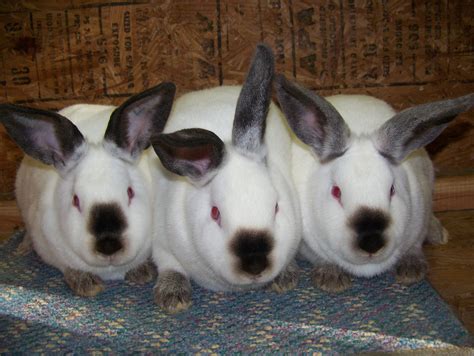 California Rabbits Everything You Need To Know About The Breed