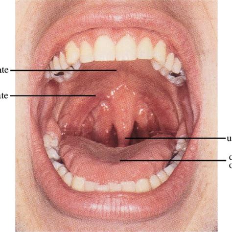 Mouth Cavity Anatomy