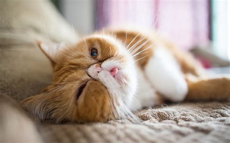 Exotic Shorthair Cat Lazy Cat Ginger Cat Pets Funny Cat Cats Cute