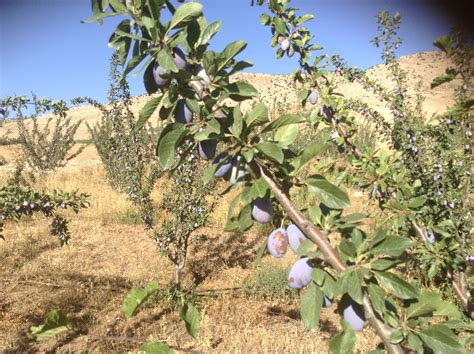The spacing depends on the type of tree: Fruit trees spacing & Mixed orchard (forest garden forum ...