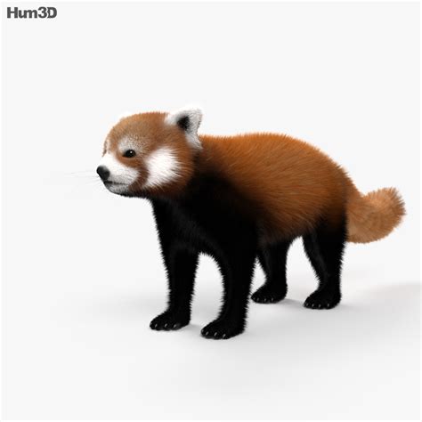 Red Panda Hd 3d Model Animals On Hum3d