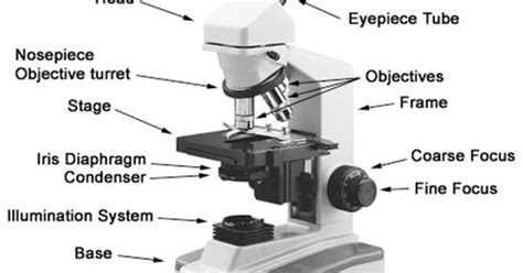 Biology O Level Study Notes Msomi Bora