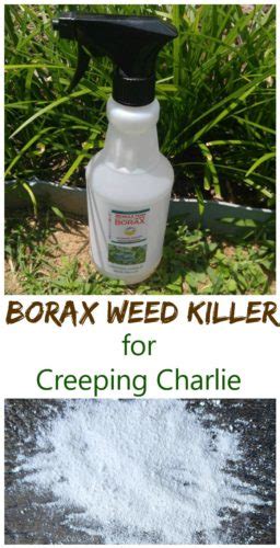 Knockout Weed And Grass Killer Instructions - knockout weed and grass killer instructions