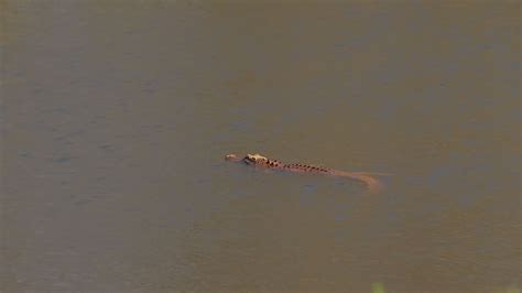 Mysterious Orange Alligator Spotted In South Carolina