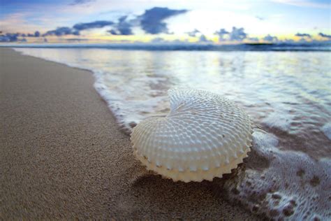 Paper Nautilus Bubbles Photograph By Sean Davey Fine Art America