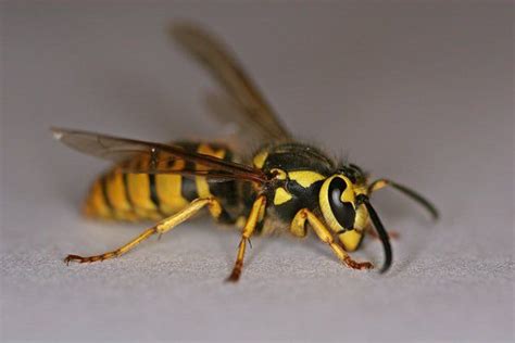 Bees Wasps Hornets Yellow Jackets — Whats The Difference