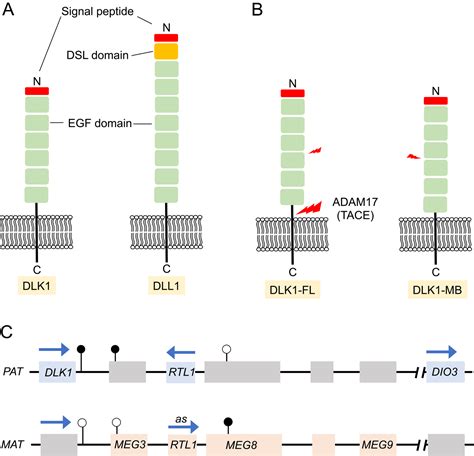 the role of delta like non canonical notch ligand 1 dlk1 in cancer in endocrine related