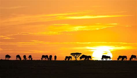 Travel Trip Journey Serengeti National Park Tanzania